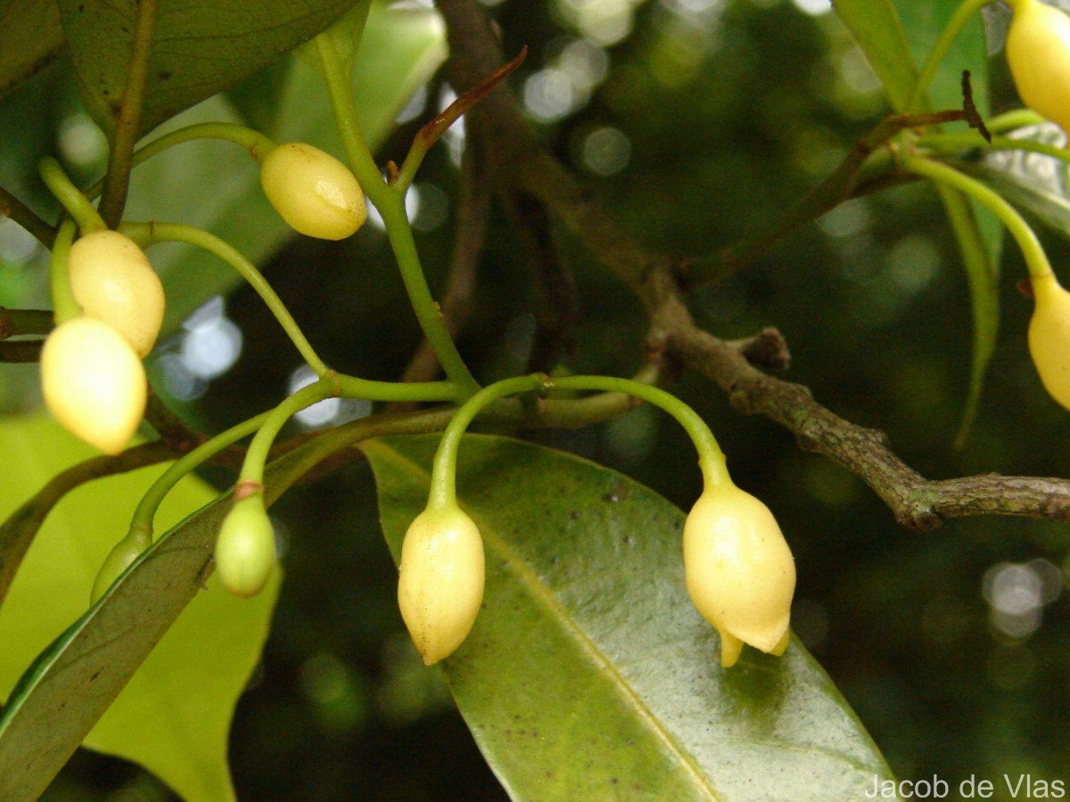 Myristica fragrans Houtt.